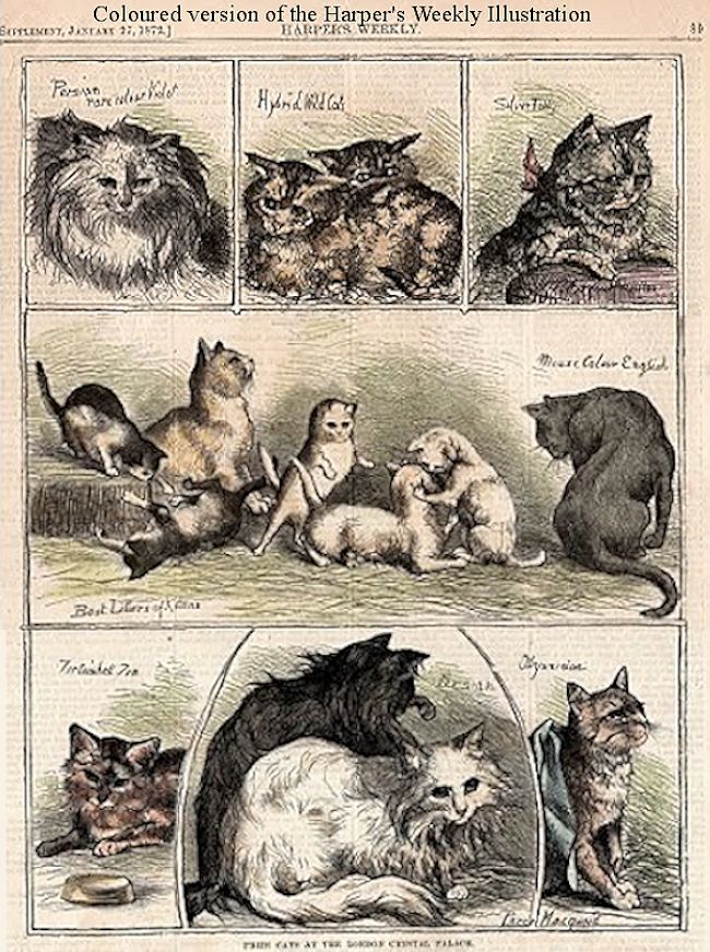 cat show