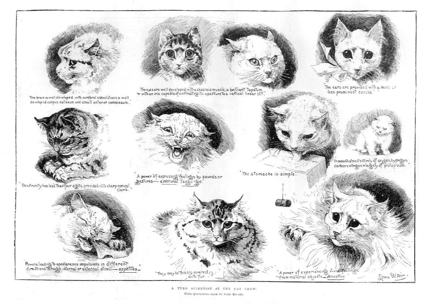cat show