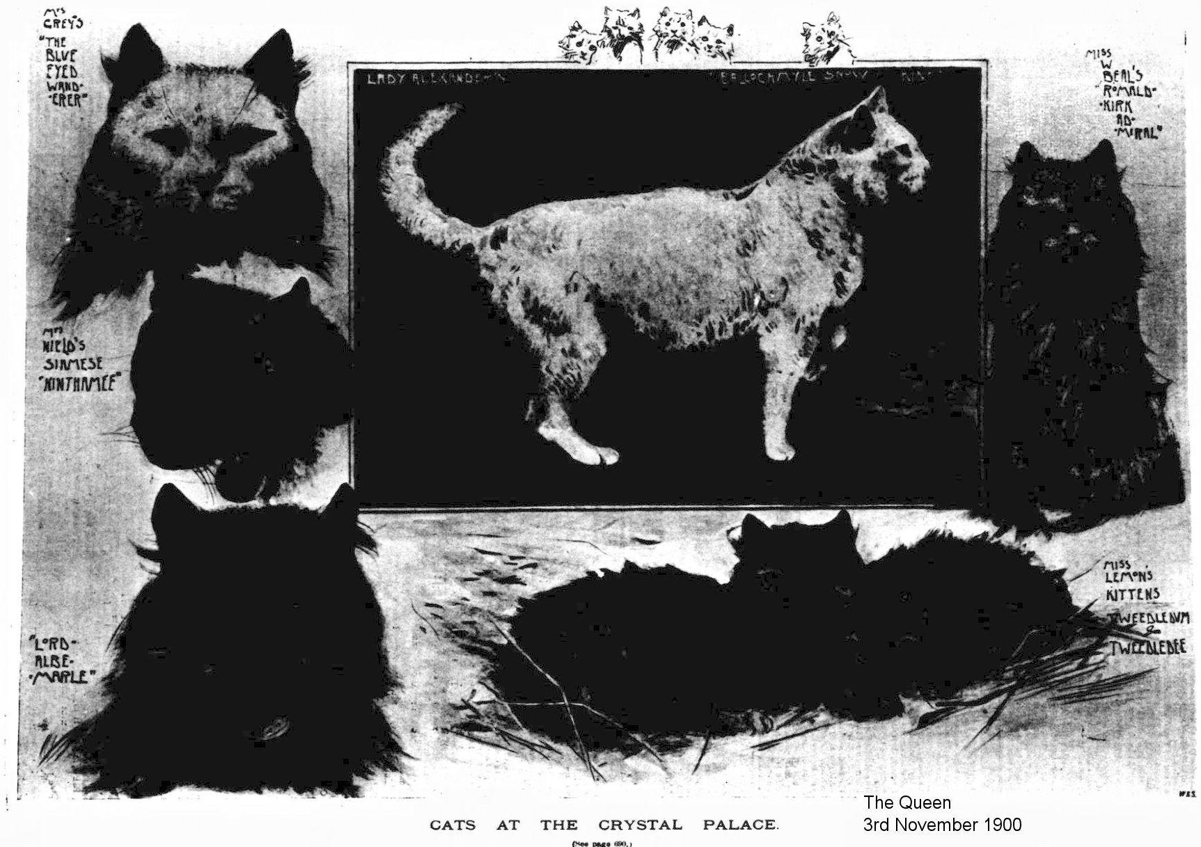 cat show
