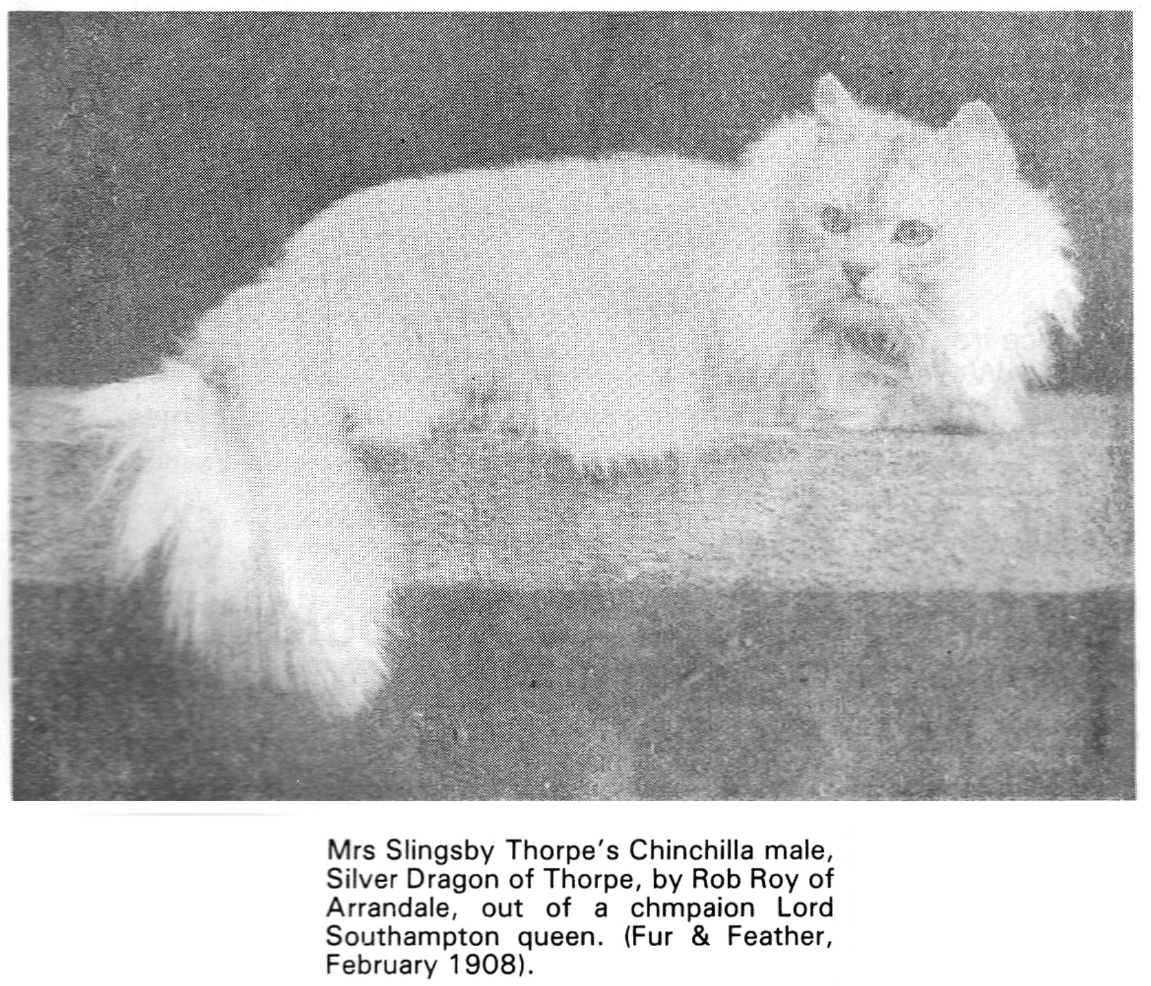 cat show