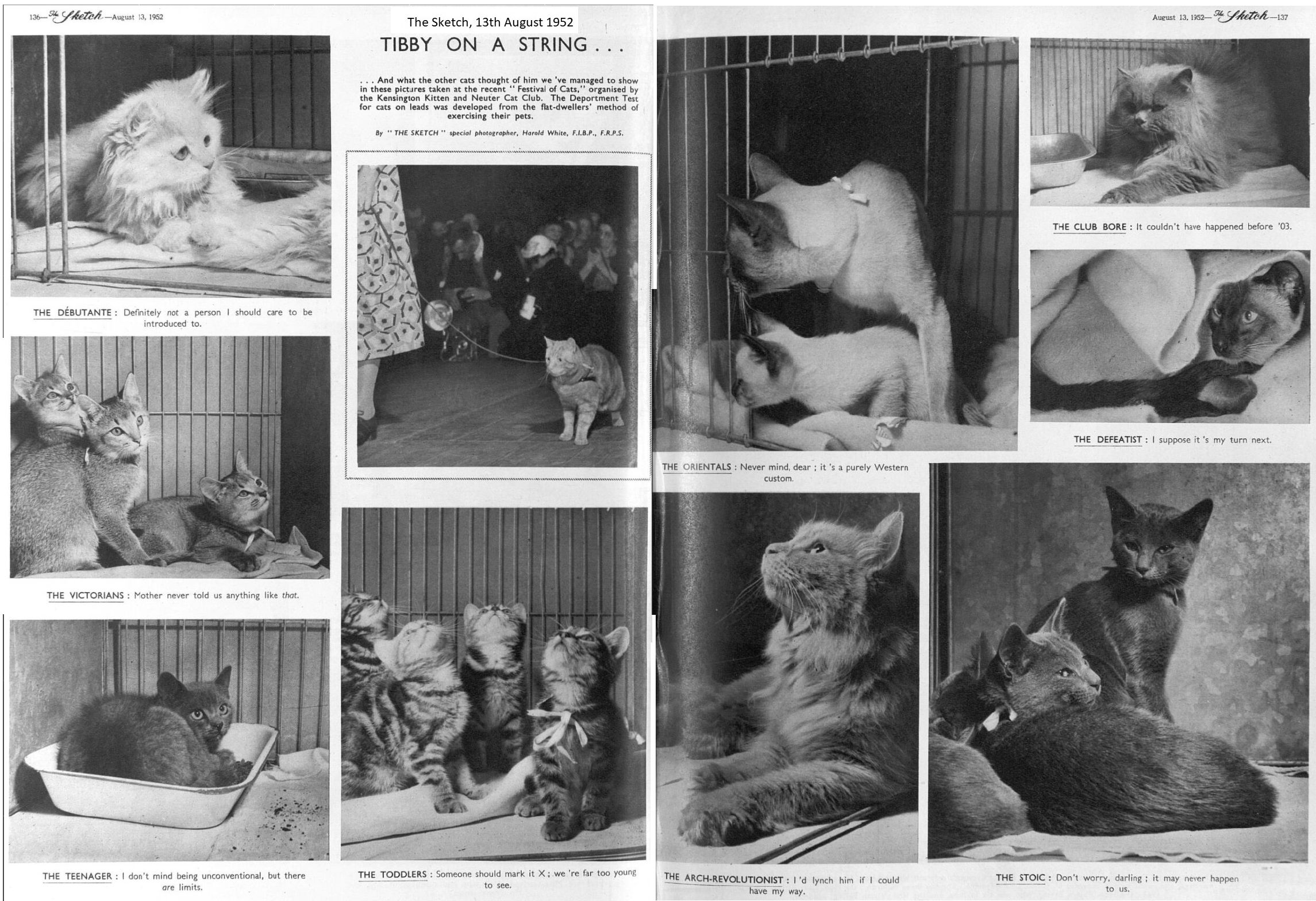 cat show