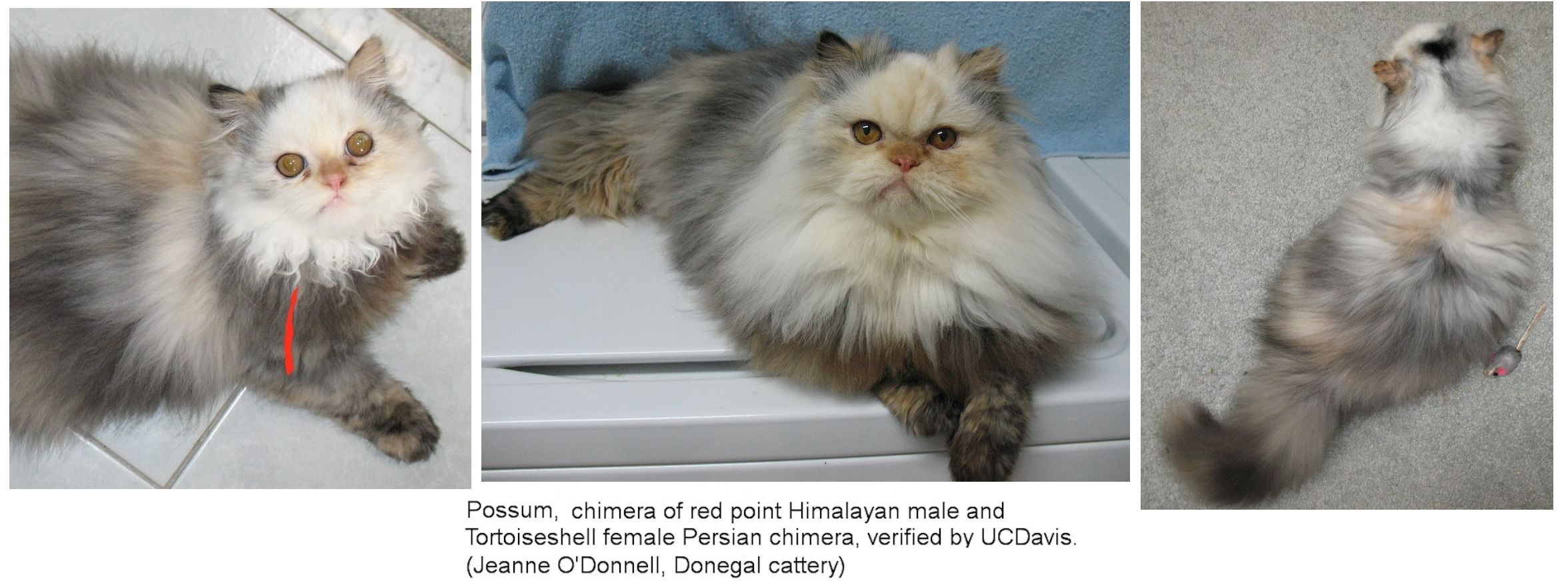 chimera cat