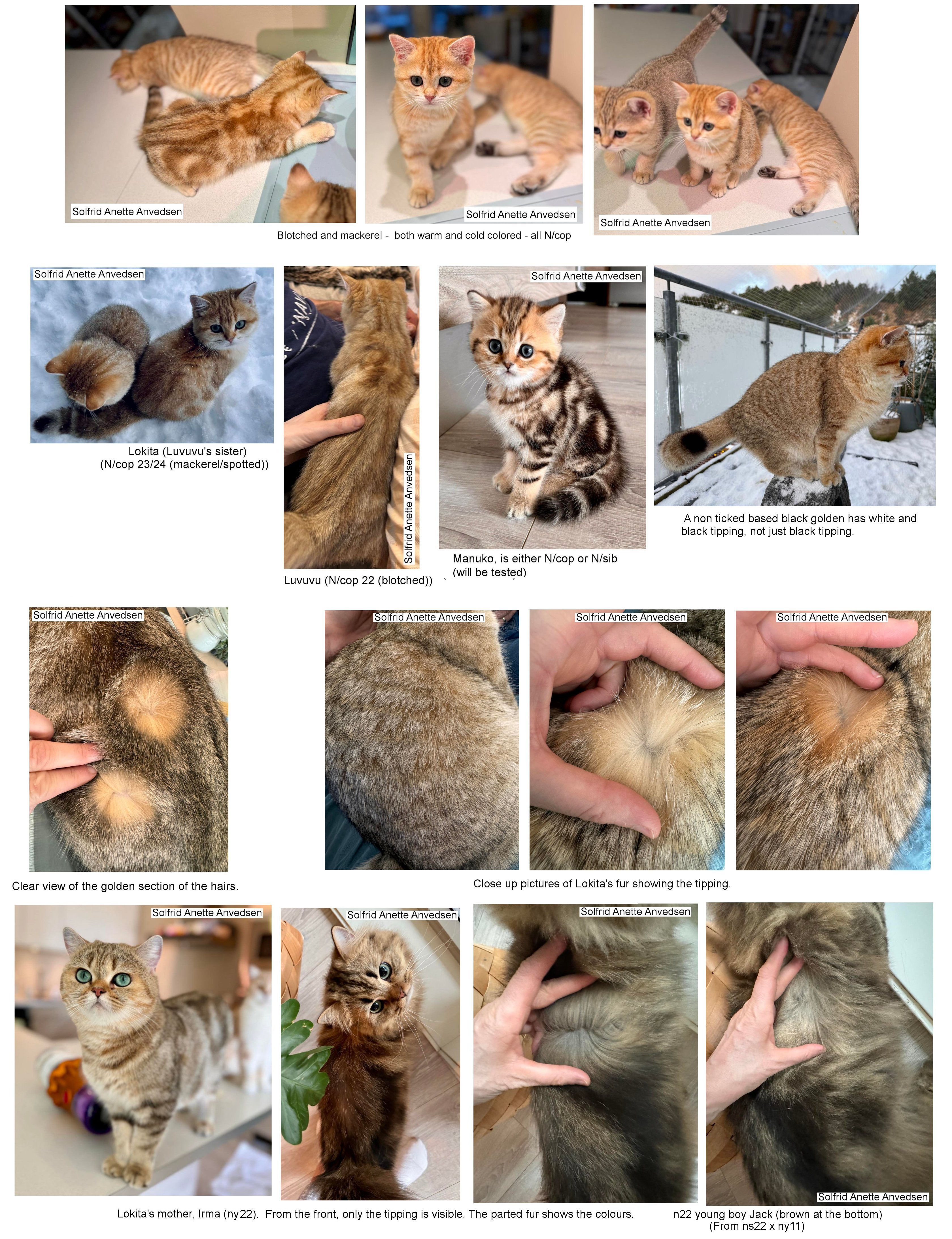 sunshine and copper british shorthair/longhair