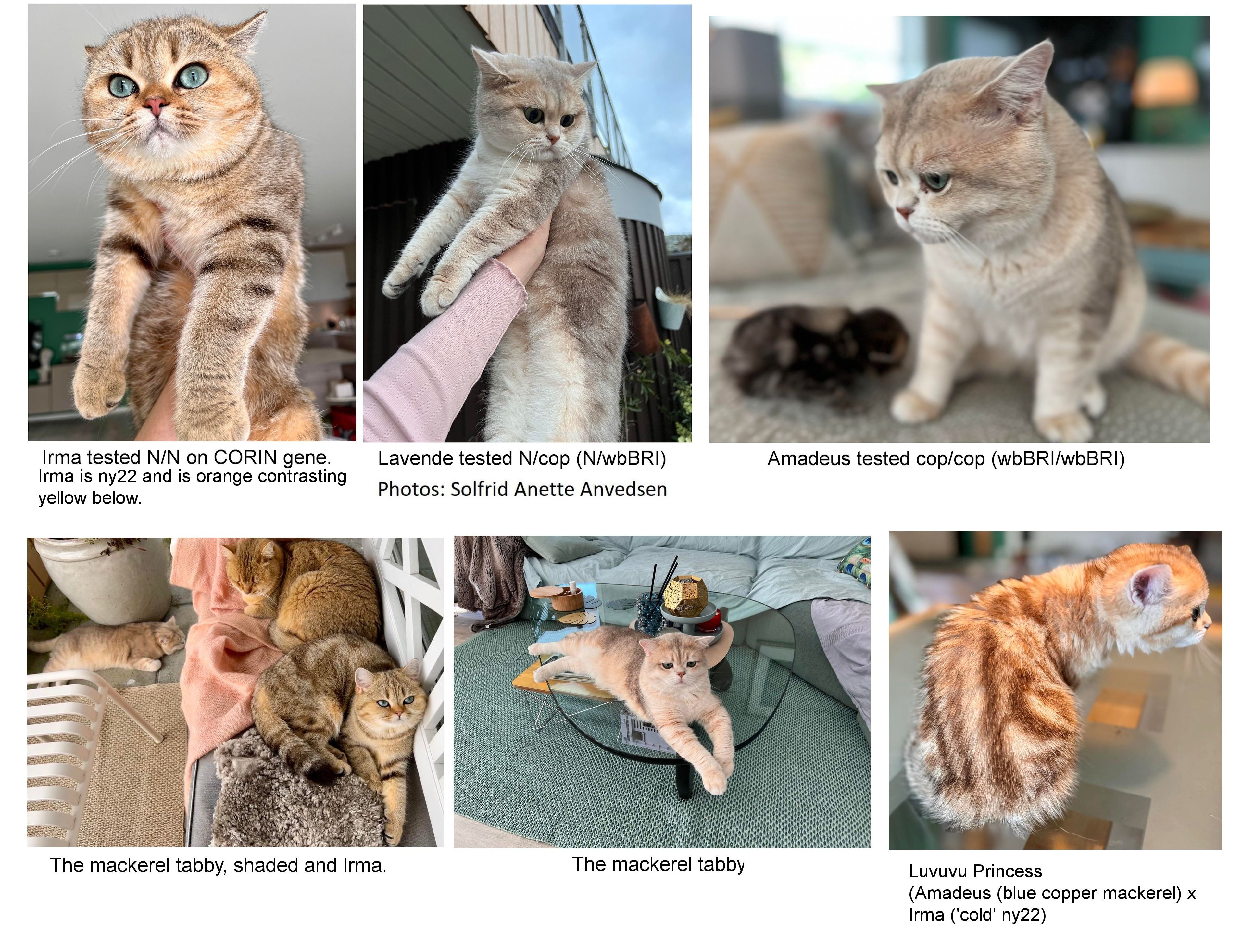 sunshine british shorthair/longhair