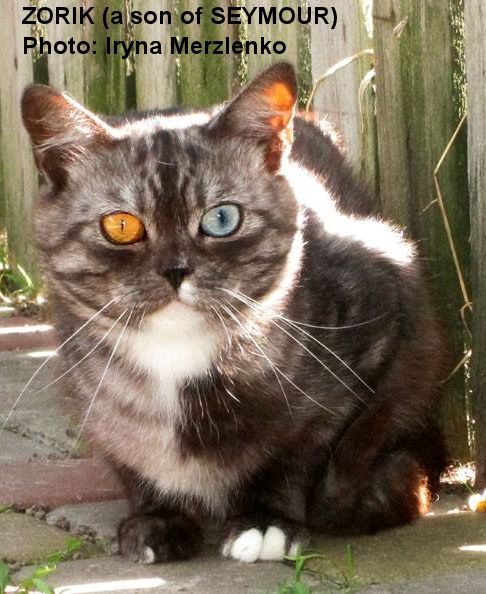 topaz cat breed