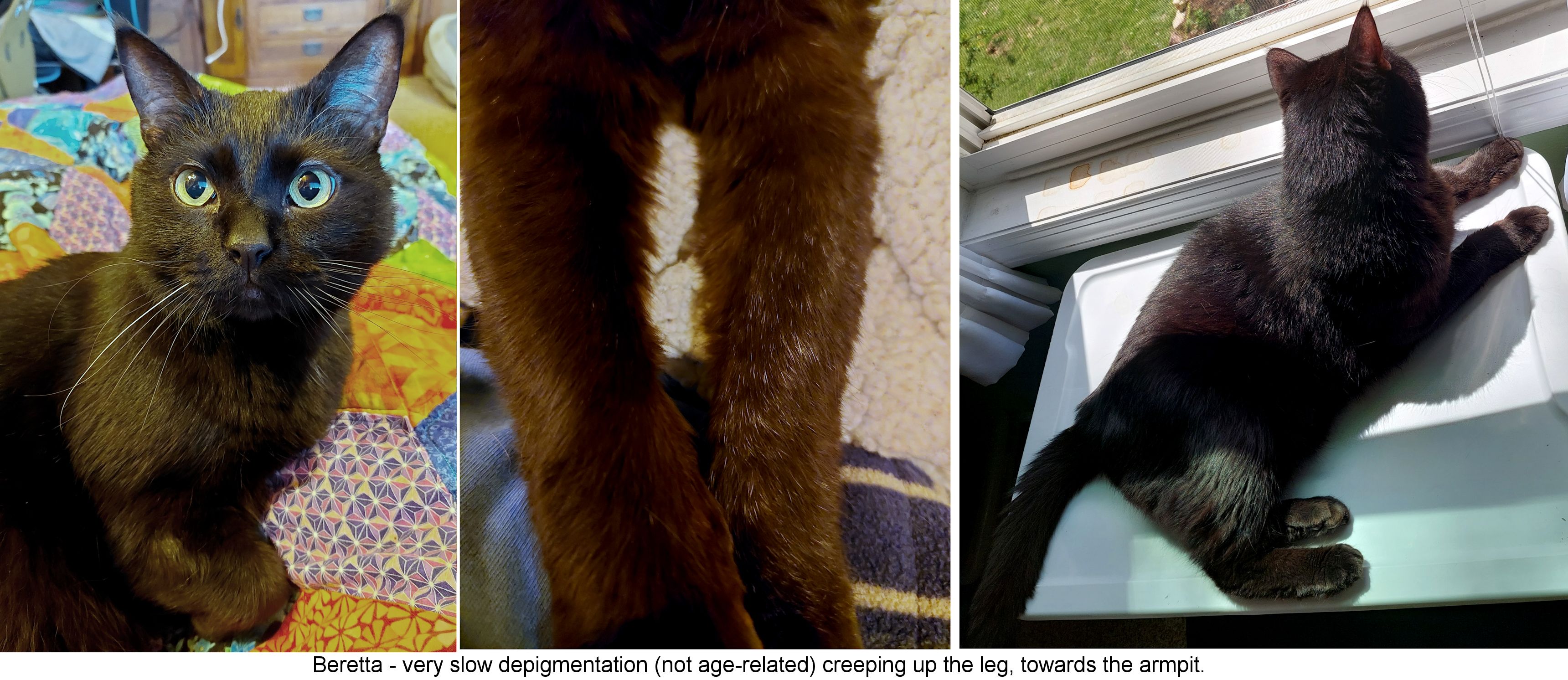 cat with vitiligo
